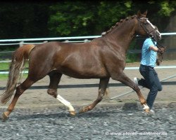 broodmare Charlott (Rhinelander, 2000, from Champus)