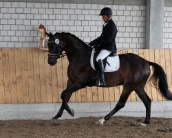 dressage horse Fady Maalouf (Westphalian, 2008, from First Final)