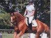 dressage horse Pontius 16 (Westphalian, 2005, from Peking)