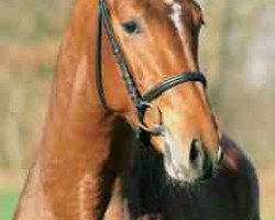 stallion Prinzenadel (Westphalian, 2005, from Peking)