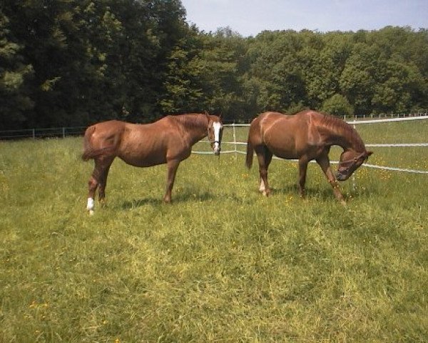 broodmare Amour (Hanoverian, 1979, from Absatz)