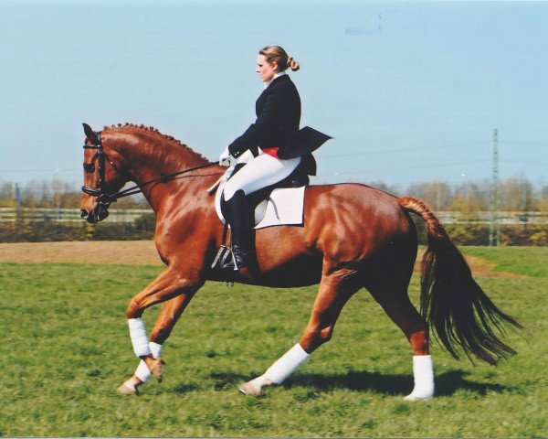 horse Ravel 273 (Oldenburg, 2000, from Royal Dance)