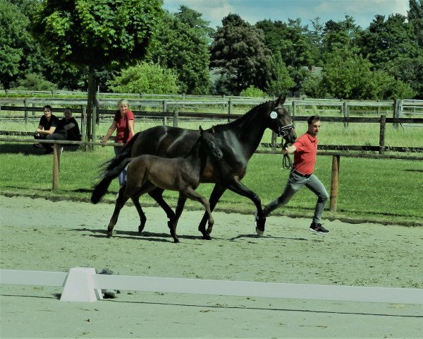 dressage horse Mister Taonga M (Westphalian, 2022, from Majestic Taonga)