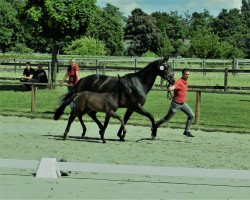 Pferd Mister Taonga M (Westfale, 2022, von Majestic Taonga)