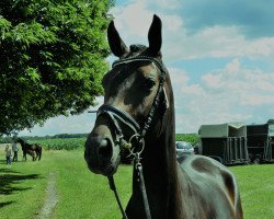 horse A Curly Sue (Westfale, 2017, from Arango)