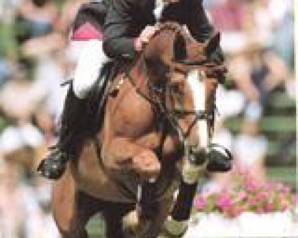 horse Giorgio (Westphalian, 1987, from Graziano)