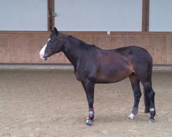 broodmare Collina K (Westphalian, 2003, from Collin L)