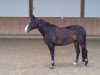 broodmare Collina K (Westphalian, 2003, from Collin L)