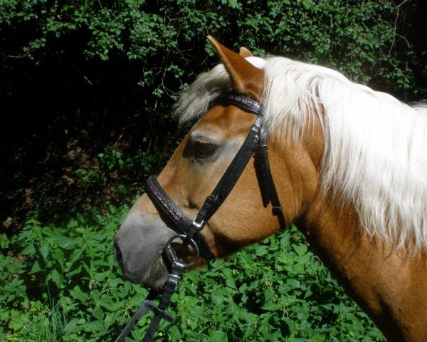 horse Doris (Haflinger, 1993, from Naxan (6,25% ox))