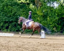 jumper Tropenblume (German Riding Pony, 2017, from Totilas)