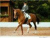 stallion Katapult (Trakehner, 1979, from Kastilio)
