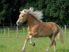 dressage horse Sting Ray 2 (Haflinger, 2005, from Stratus (6,25% ox))