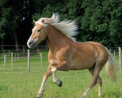 dressage horse Sting Ray 2 (Haflinger, 2005, from Stratus (6,25% ox))