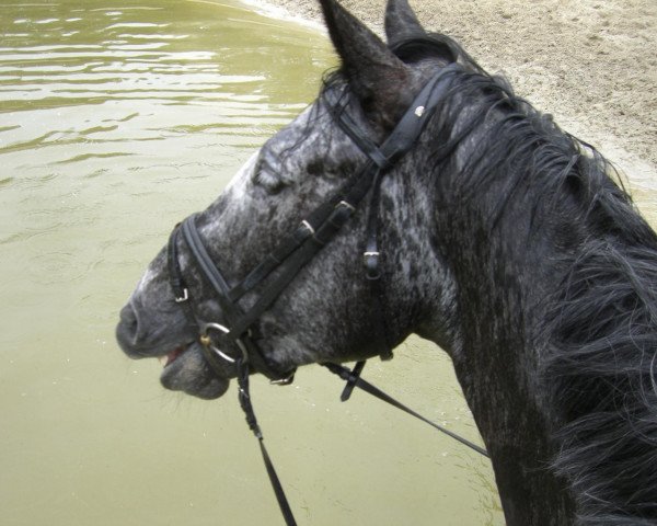 Springpferd Caipirinha (Westfale, 2007, von Calato)