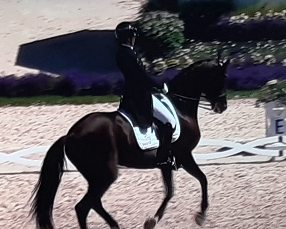 dressage horse Stute von Fürstenball (Westphalian, 2015, from Fürstenball)