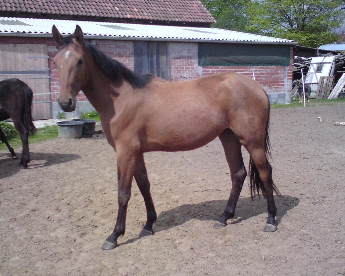 broodmare Gaya J (German Warmblood, 2010, from Grandseigneur)