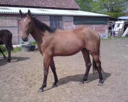 broodmare Gaya J (German Warmblood, 2010, from Grandseigneur)