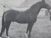 stallion Liguster (Trakehner, 1961, from Intermezzo)