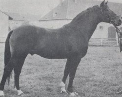 Deckhengst Liguster (Trakehner, 1961, von Intermezzo)