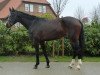 horse Caprice (Hanoverian, 2008, from Contendro I)