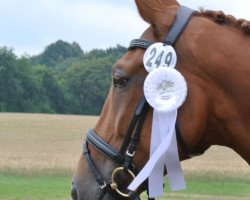 dressage horse Devina (Westphalian, 2004, from De Kooning)