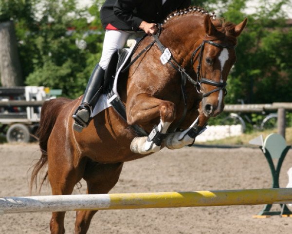 Zuchtstute Coriphee GM (Zweibrücker, 2004, von Cosino B)