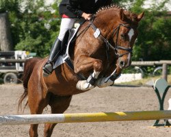 broodmare Coriphee GM (Zweibrücken, 2004, from Cosino B)