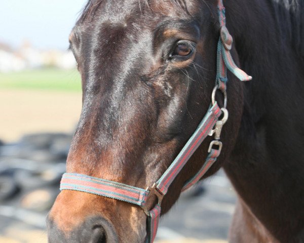 broodmare Rosalie (Rhinelander, 1997, from Rosenkavalier)