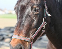 broodmare Rosalie (Rhinelander, 1997, from Rosenkavalier)