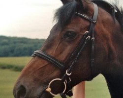 broodmare Cover Girl (Westphalian, 2004, from Con Capitol)