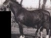 Pferd Assa (Holsteiner, 1964, von Farnese)