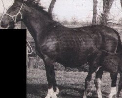 broodmare Assa (Holsteiner, 1964, from Farnese 3804)