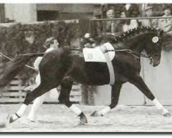 stallion Carneval (Holsteiner, 1974, from Cor de la Bryère)