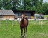 broodmare Mondaine (German Sport Horse, 2014, from Chacco Me Biolley)