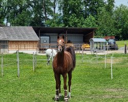 broodmare Mondaine (German Sport Horse, 2014, from Chacco Me Biolley)