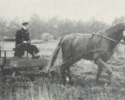 Deckhengst Sesam II (Hannoveraner, 1958, von Senator)