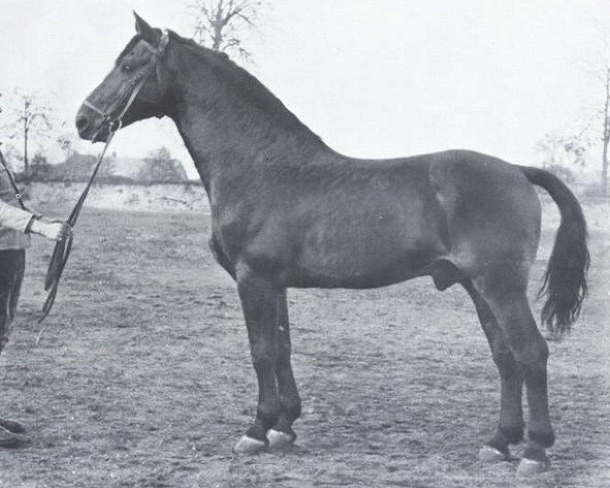 Deckhengst Heidekrug (Holsteiner, 1940, von Heintze)