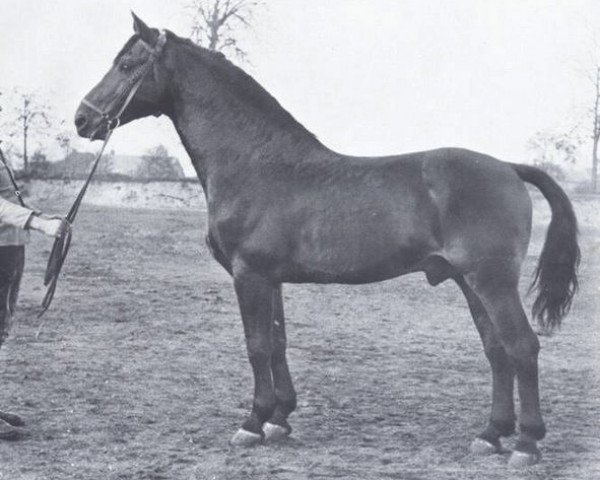 stallion Heidekrug (Holsteiner, 1940, from Heintze)