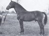 stallion Heidekrug (Holsteiner, 1940, from Heintze)
