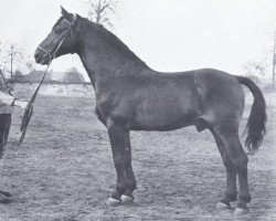 Deckhengst Heidekrug (Holsteiner, 1940, von Heintze)