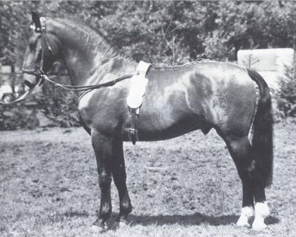 stallion Heidgraf (Holsteiner, 1958, from Heidekrug)