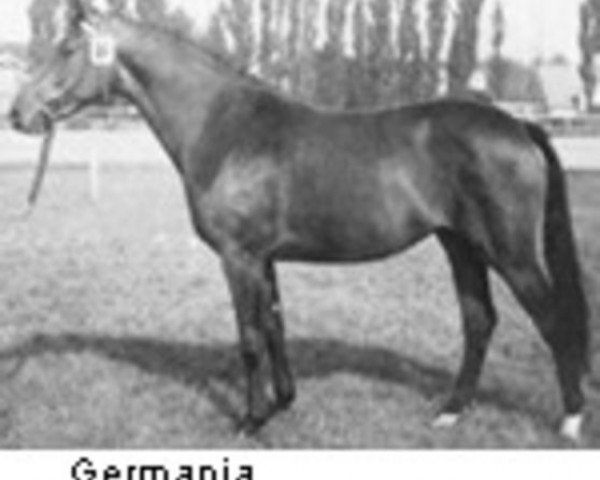 Zuchtstute Germania I (Holsteiner, 1970, von Landsturm)