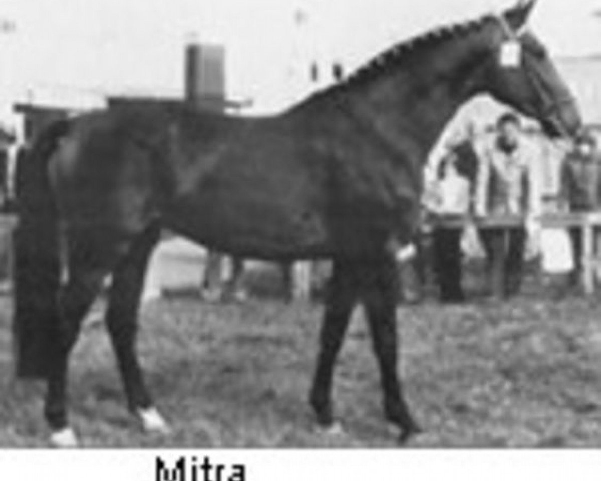broodmare Mitra (Holsteiner, 1975, from Farnese 3804)