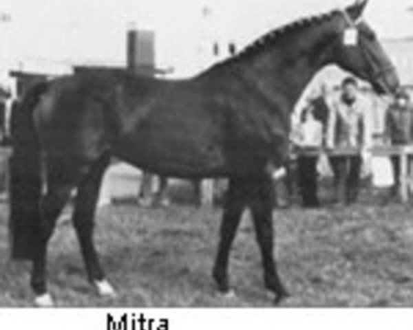 Zuchtstute Mitra (Holsteiner, 1975, von Farnese 3804)