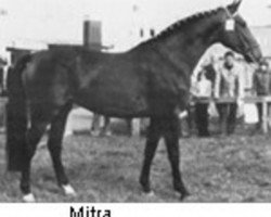 broodmare Mitra (Holsteiner, 1975, from Farnese 3804)