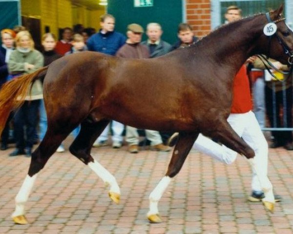 Deckhengst Matchello (Deutsches Sportpferd, 2001, von Mentos)