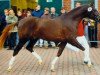 stallion Matchello (German Sport Horse, 2001, from Mentos)