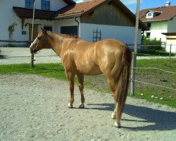 Pferd Sonnys Boy Jac (Paint Horse, 2001, von Fourteen Karat Jac)