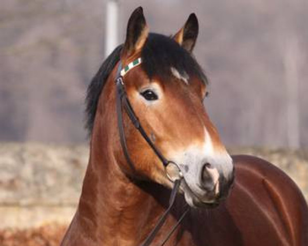 stallion Balduin (Rhenish-German Cold-Blood, 2007, from Berti I)