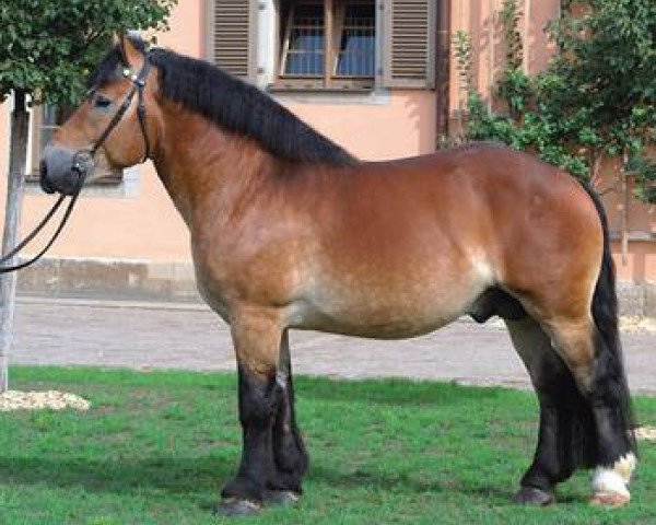 stallion Achat 2660 (Rhenish-German Cold-Blood, 2003, from Adrian 252)